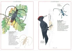 Inventario Ilustrado de Insectos