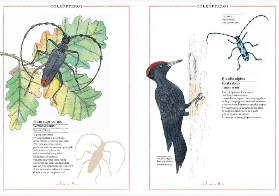 Inventario Ilustrado de Insectos