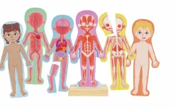 Rompecabezas magnético del cuerpo humano · Hape