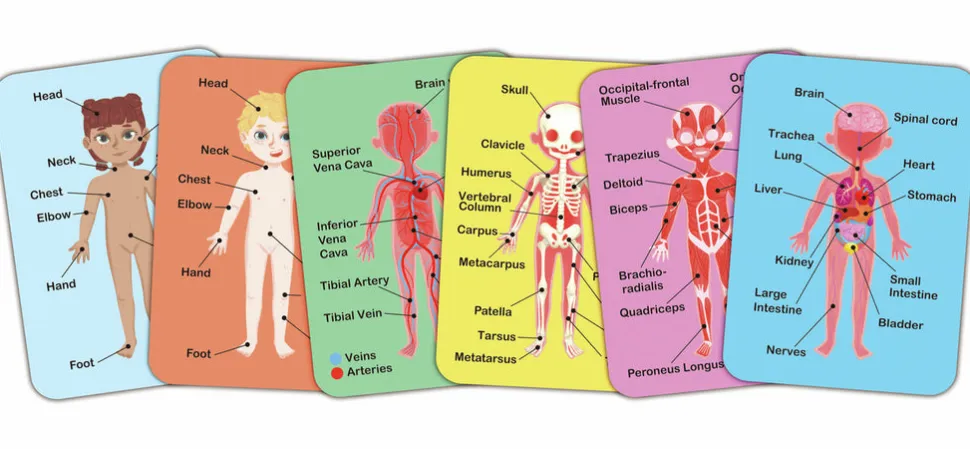 Rompecabezas magnético del cuerpo humano · Hape